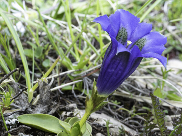 genziana dinarica